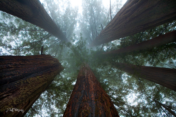 Redwood Infinity