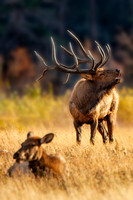 RMNP Bull Elk